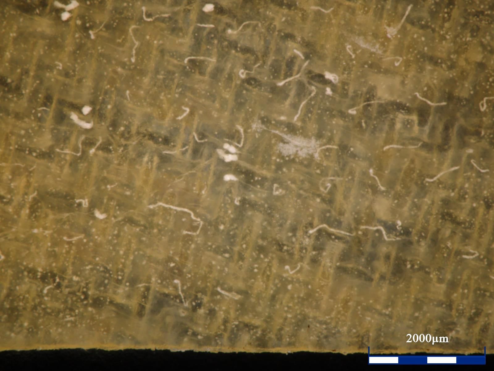 Hydrated fiber mesh 35x Polarized Light